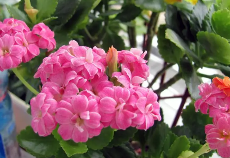 长寿花开花时需要施肥吗