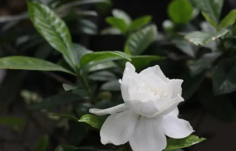 栀子花的修剪方法和注意事项