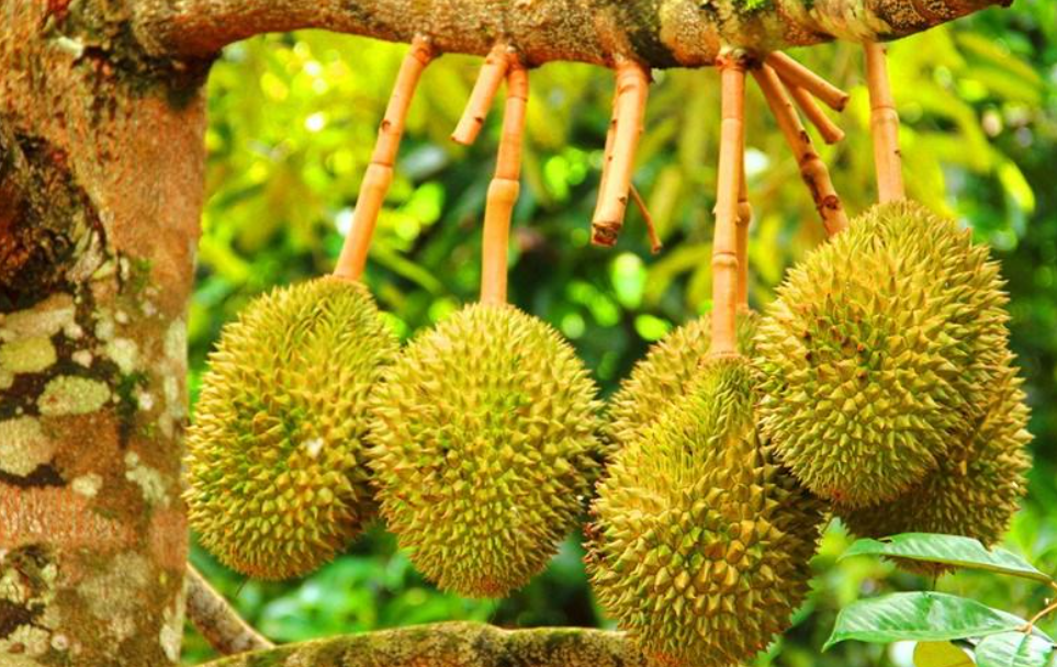 南方榴莲树苗能种植给果吗