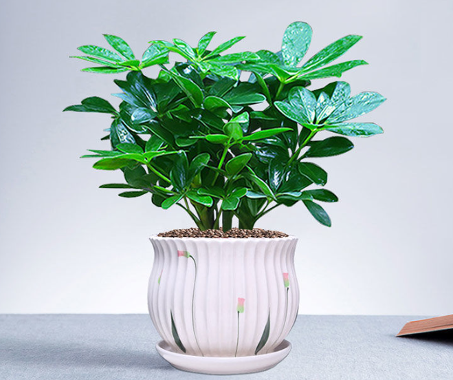 八方来财树可以晒太阳吗