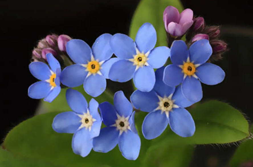 高山勿忘我现花蕾需要施肥吗