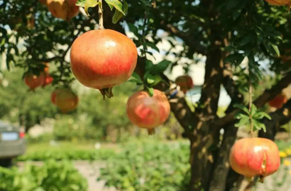 石榴树啥时候插枝成活率高