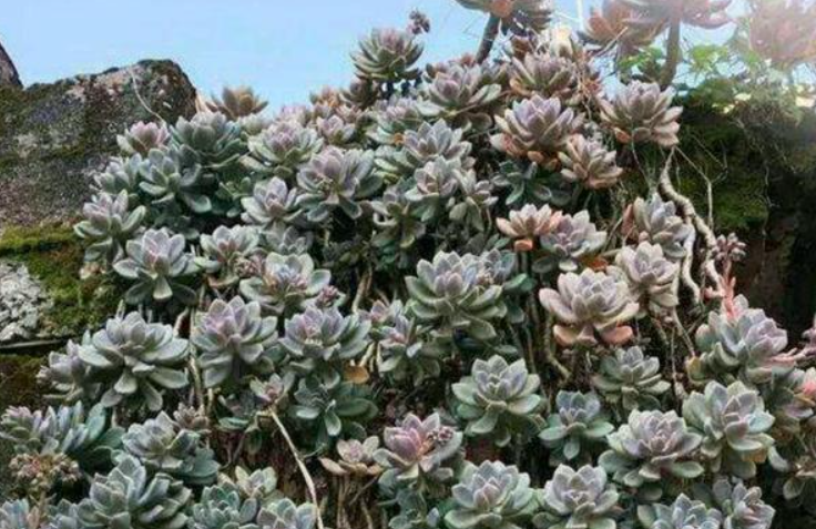 冬美人用什么样的花盆