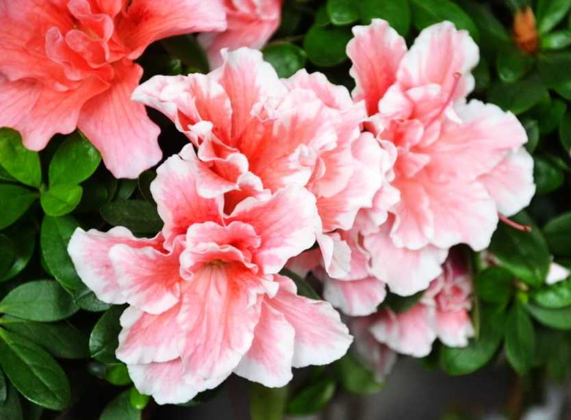 杜鹃花可以直接晒太阳吗