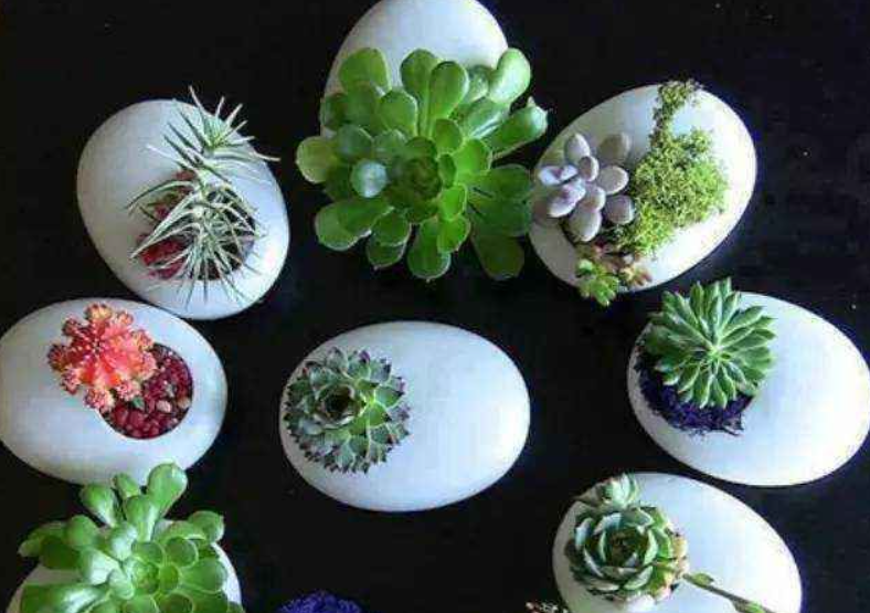 鸡蛋壳养花的正确使用方法