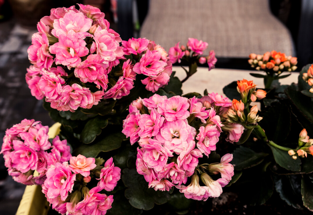 长寿花海棠怎么养殖