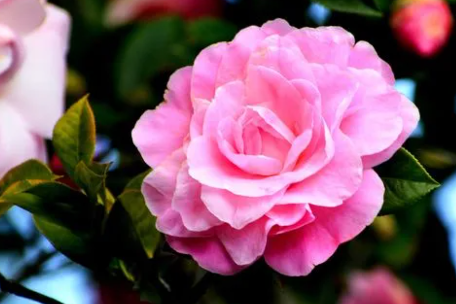 茶花可以插枝种吗