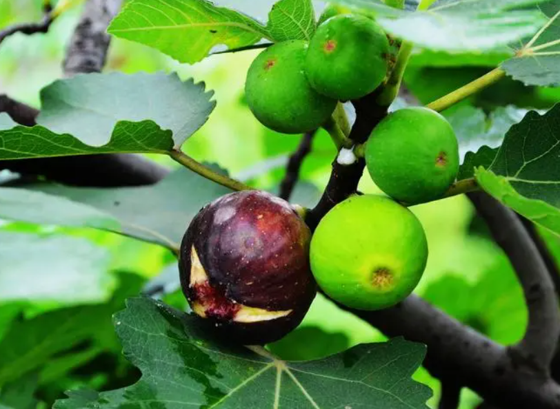 家里种植无花果对风水有影响吗