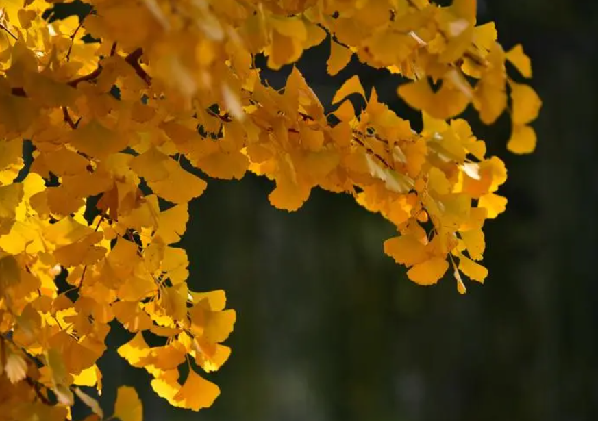 银杏树用什么肥料长得快