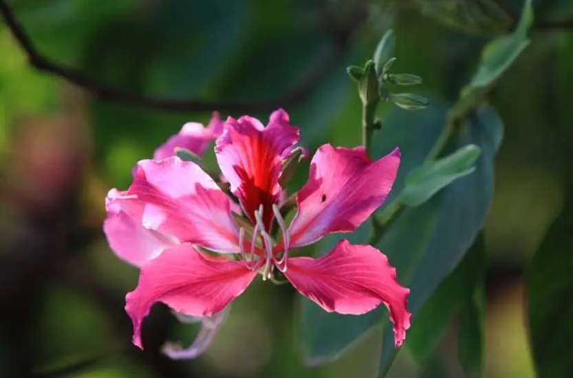 紫荆花可以做盆景吗