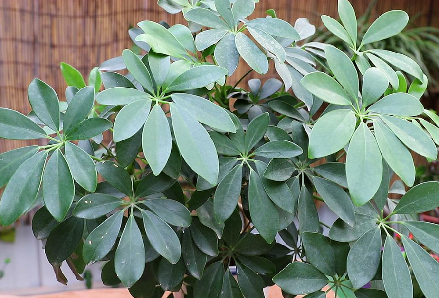 鹅掌柴是发财树的一种吗