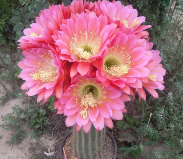 仙人柱开花的注意事项