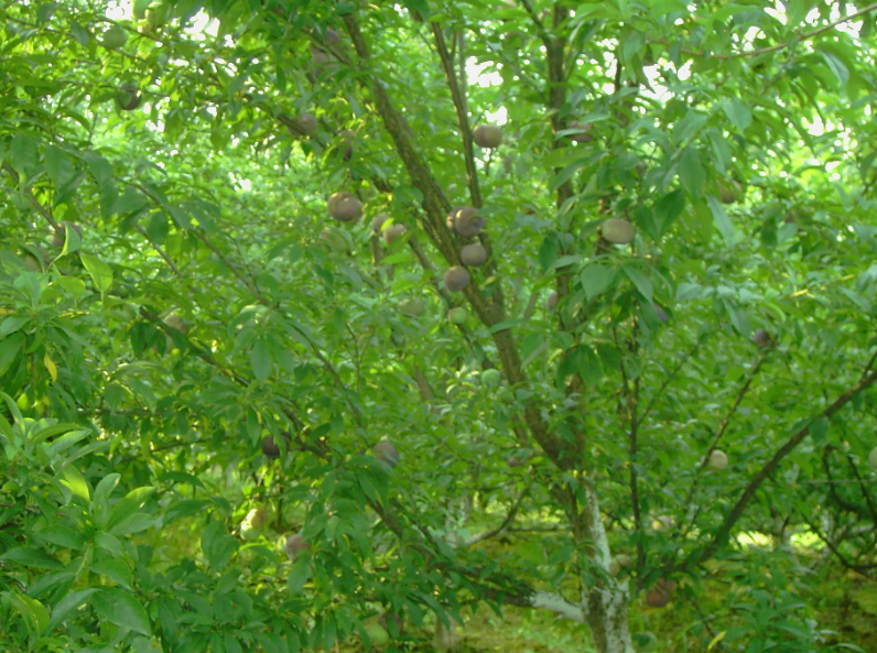 李子嫁接树的最佳时间是什么时间