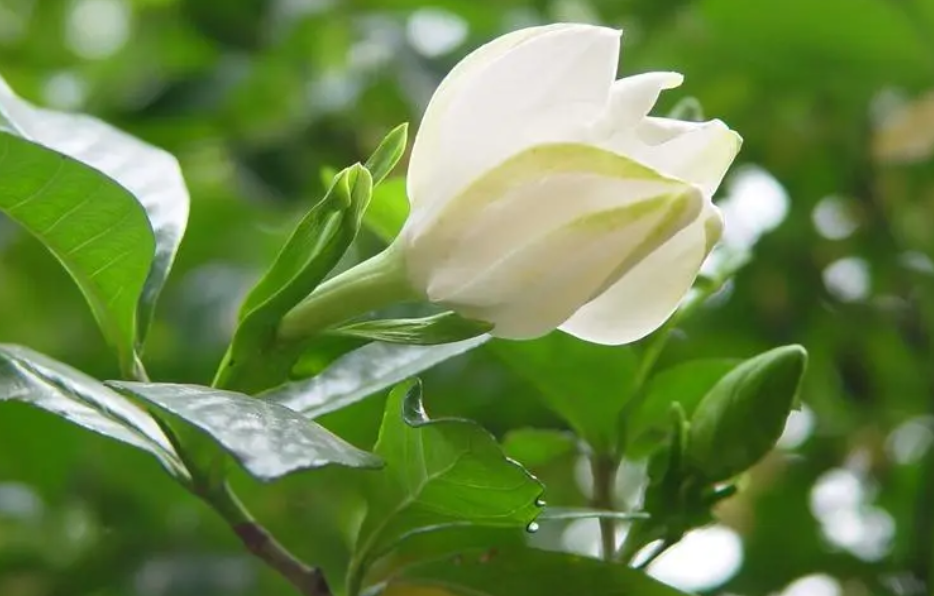 栀子花能在室内养吗