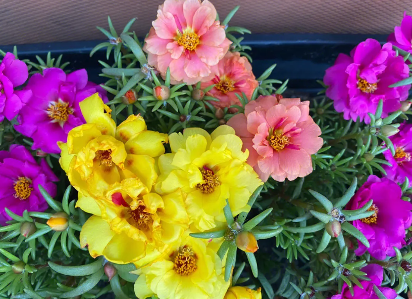 重瓣太阳花怎么过冬