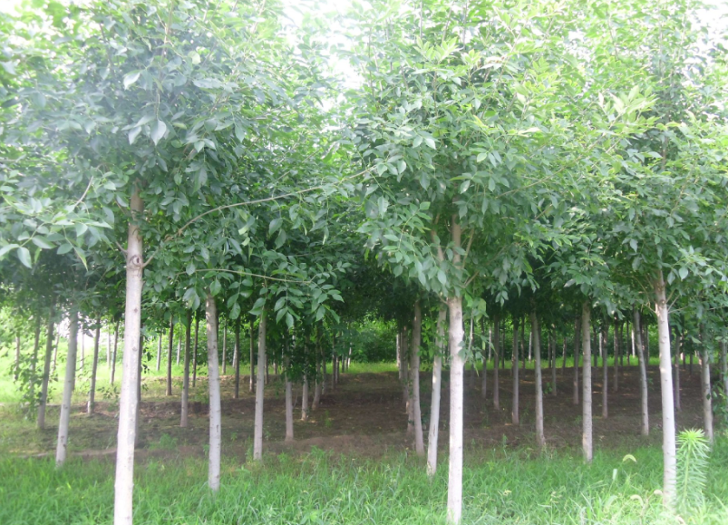 白蜡树什么时候栽好活