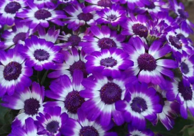 瓜叶菊开花后怎么养