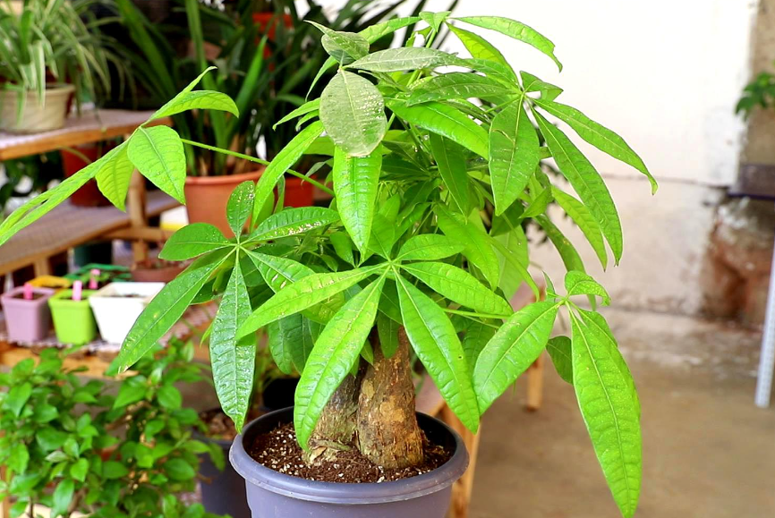 发财树对水分的适应性