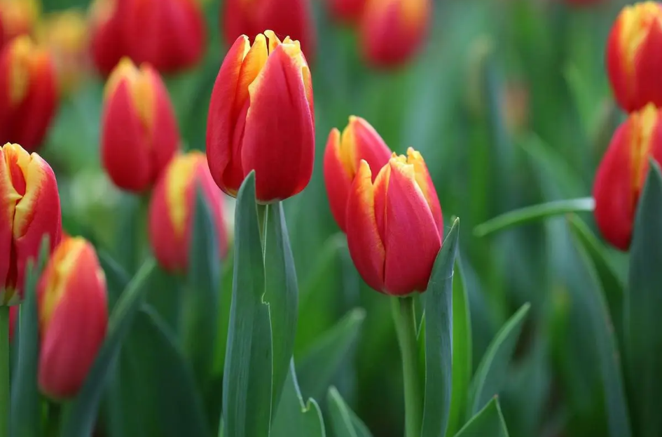 郁金香需要醒花吗