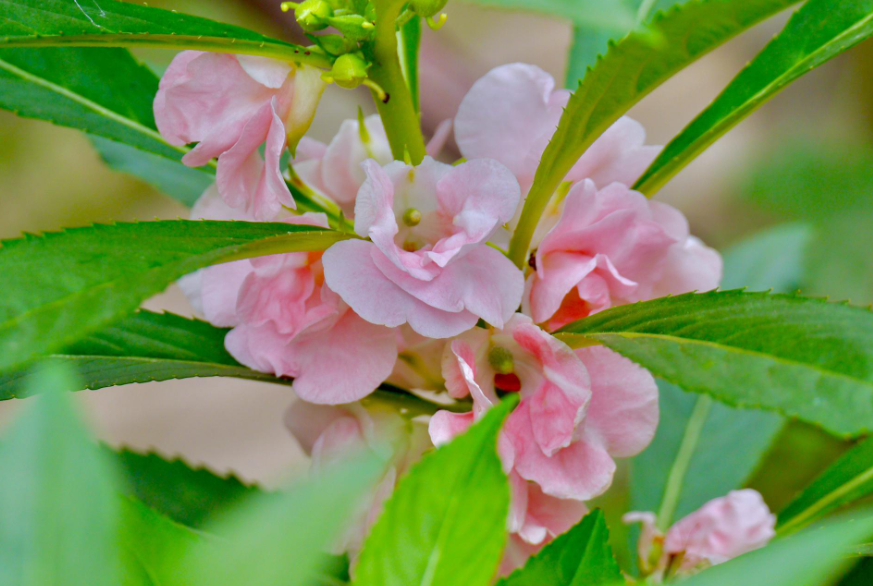 指甲花是什么时候开花的