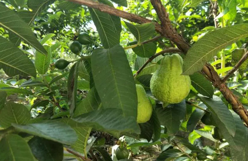 番石榴树风水禁忌