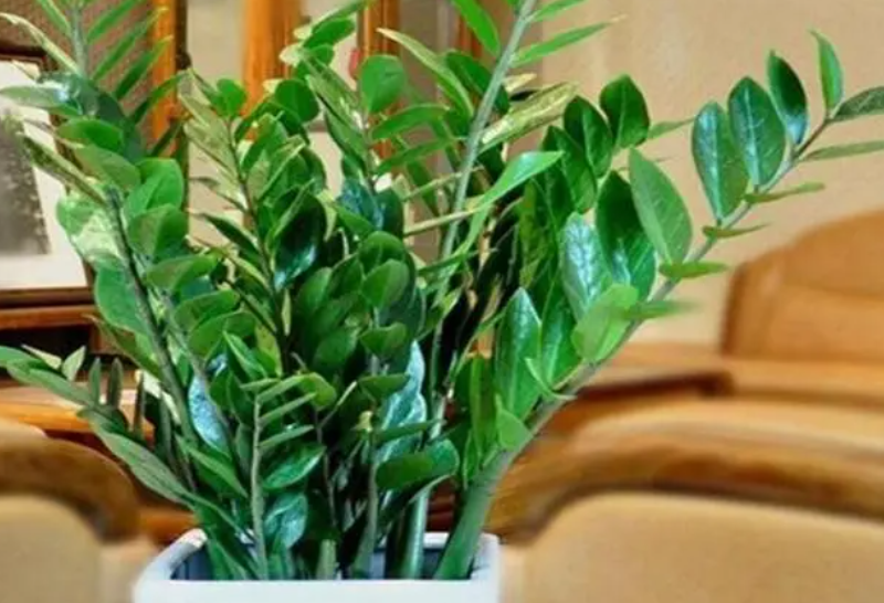 摇钱树多久浇水一次