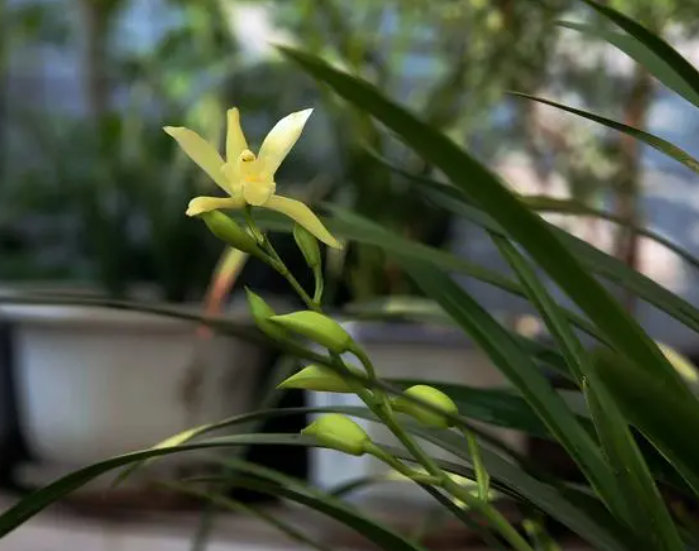 兰花应该怎么浇水