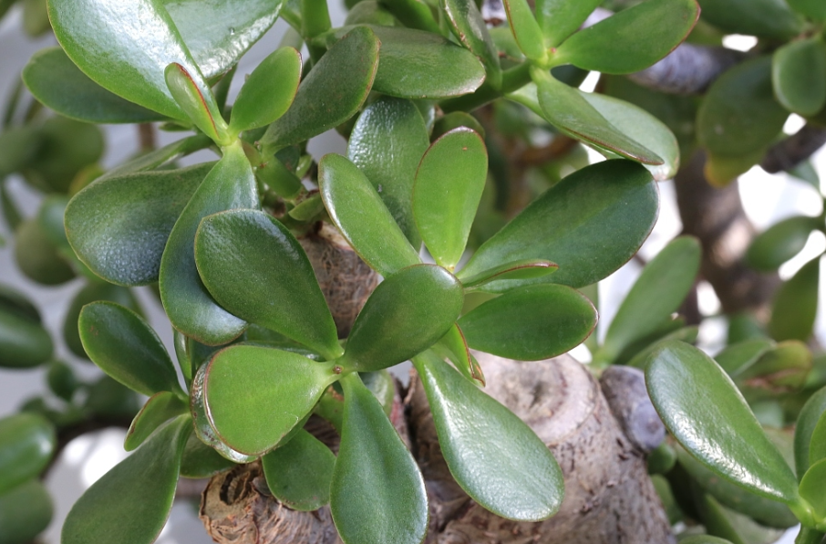 玉树的养殖和的修剪