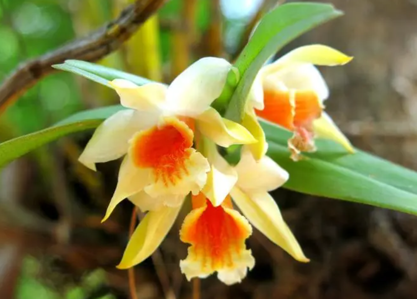 石斛种在什么树上好