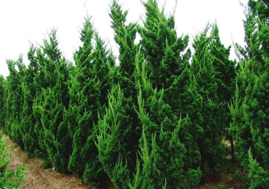 柏树为什么不能放家里