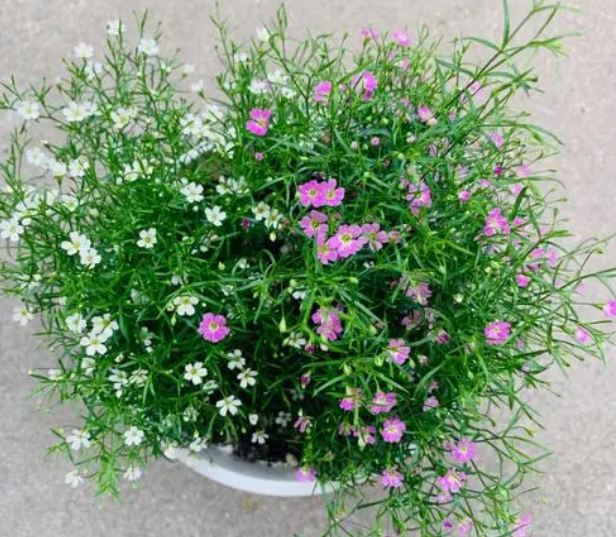 满天星花种子种植方法