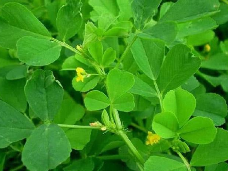 金花菜种子怎样催芽