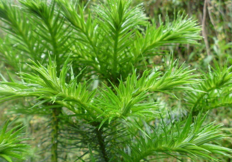 门口种杉树会影响风水吗