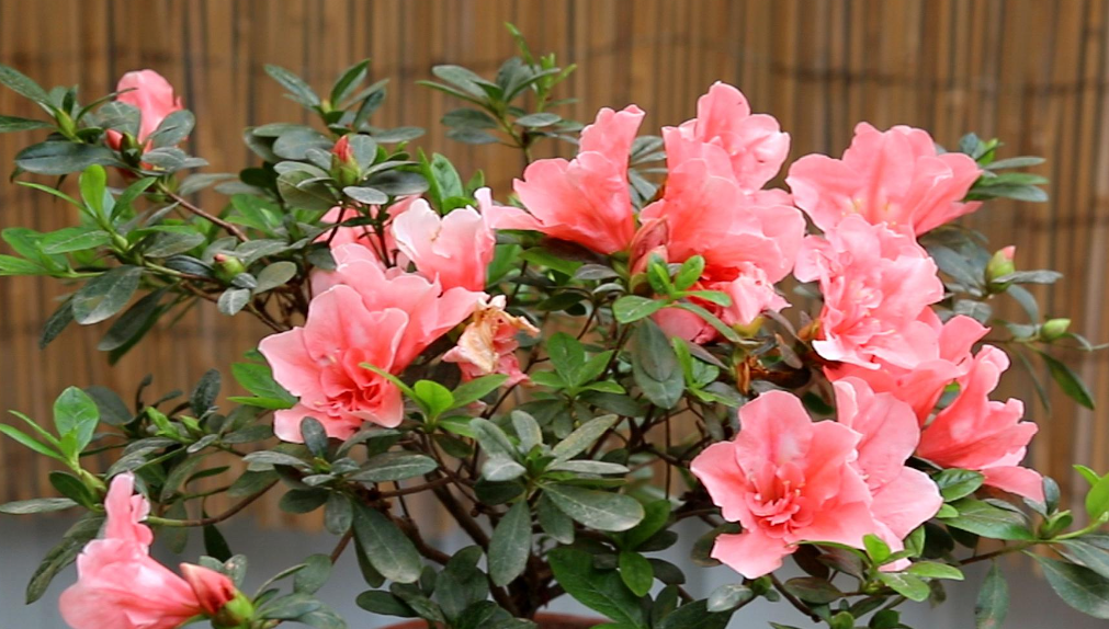 杜鹃花换盆后怎么浇水