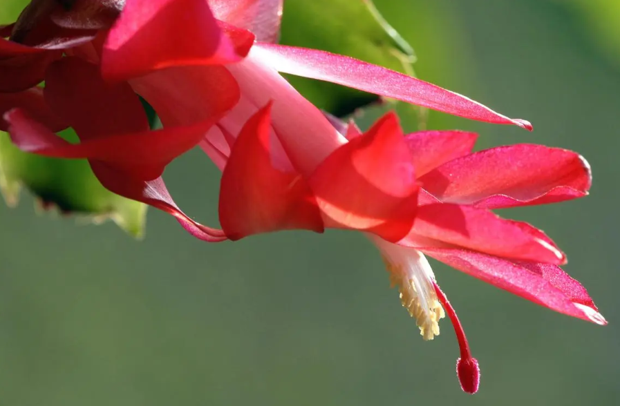 蟹爪兰花干瘪没有生机怎么办