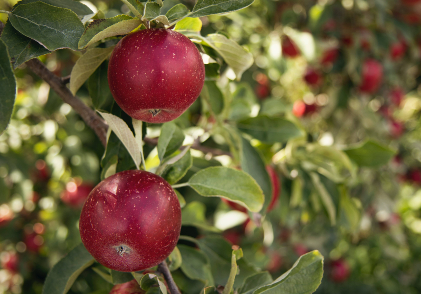果树用水溶肥怎么用效果好