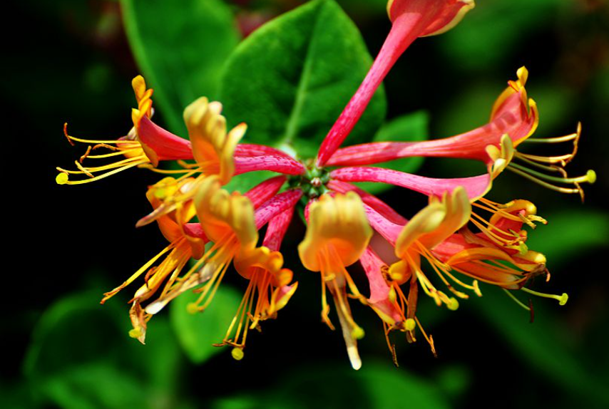 红金银花什么时候修剪