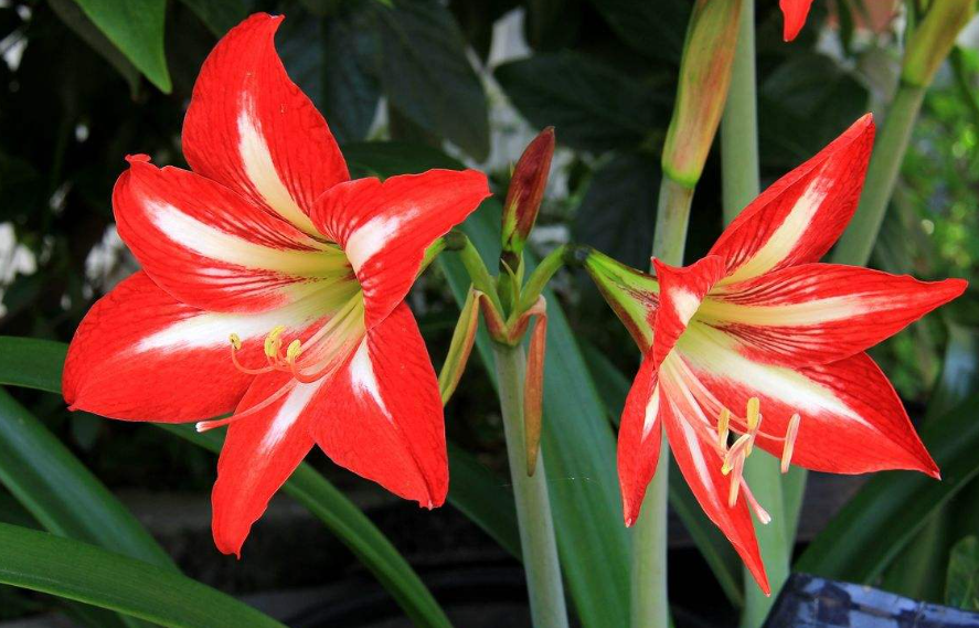 怎样养朱顶红才能开花