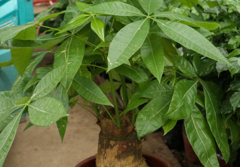 发财树喷什么叶面肥好