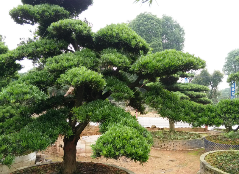 大量种植罗汉松树有什么风险