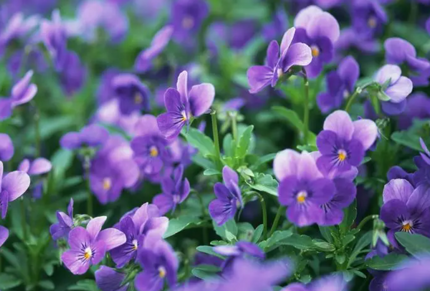 花卉紫罗兰的扦插技术