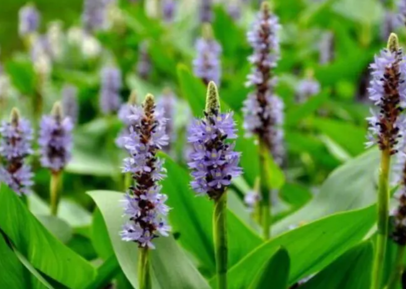 再力花什么时候开花