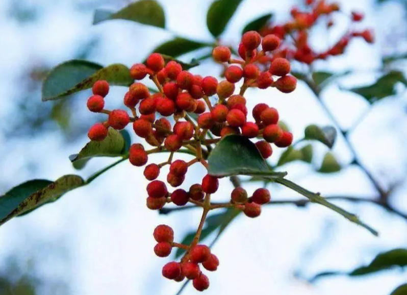 几月份栽花椒最合适