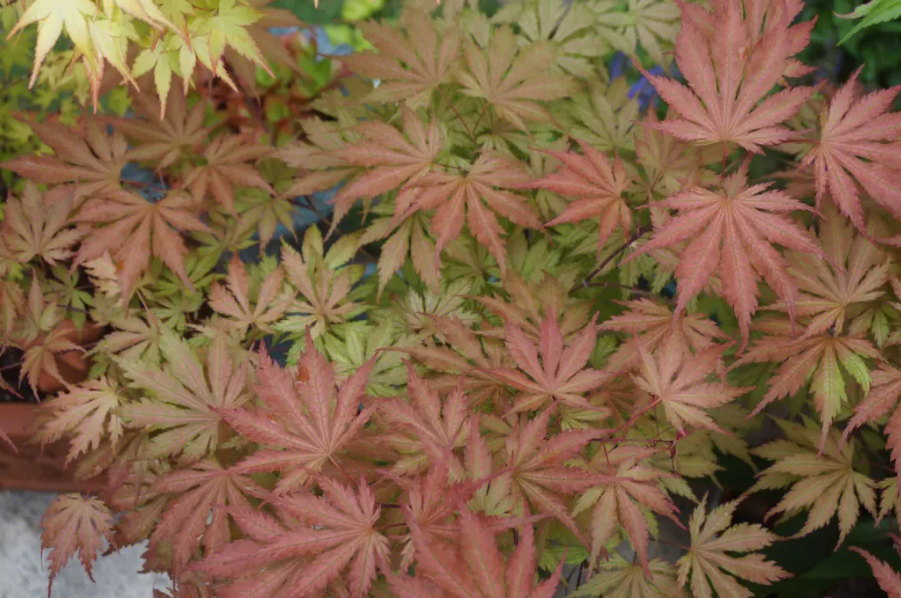 枫树一年四季的变化