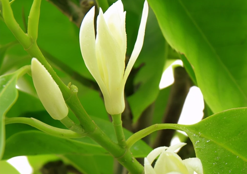 白兰花什么时候剪枝