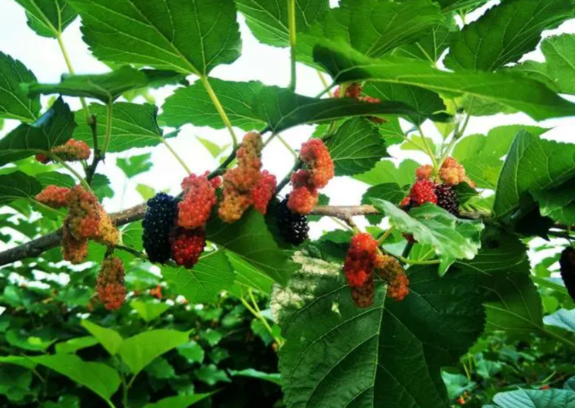 桑树生长环境和特点