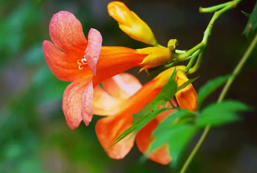 凌霄花什么时候种