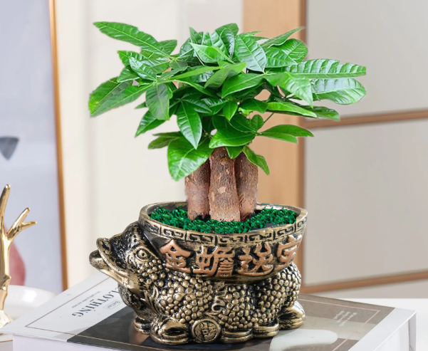 摇钱树盆景如何养得好