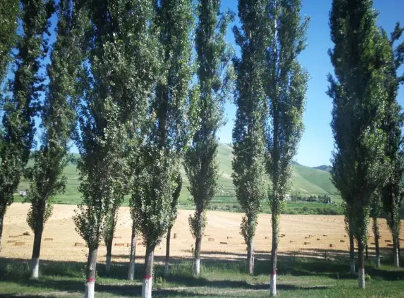 白杨树适宜生长条件