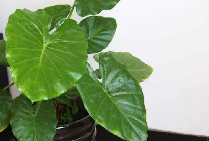 滴水莲花适合放在家里吗